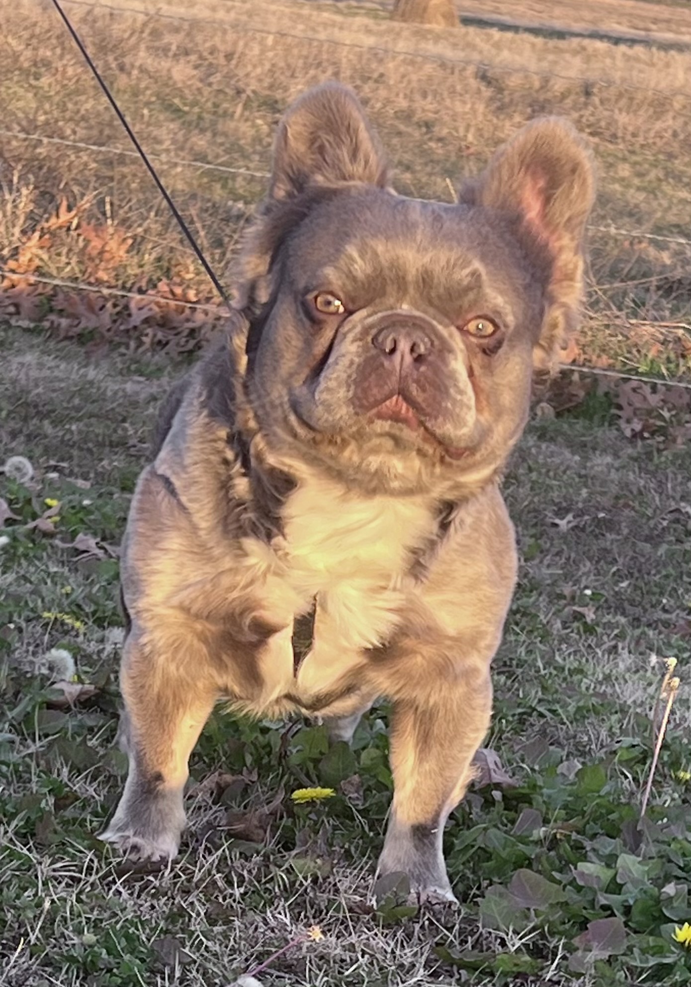 A Frenchie Standing In The Grass